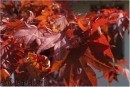 Bedonia (Parma) d'Autunno a 50mm
