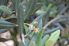 Xylella e importazioni d'olio dalla Tunisia: economia pugliese sotto attacco