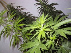 Legalizzare la cannabis, contro le mafie