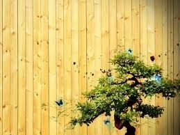 Un'arte dall'antica Cina: i Bonsai