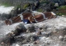 "Li hanno fatti morire". Forse il barcone affondato a Pantelleria non è stato soccorso in tempo
