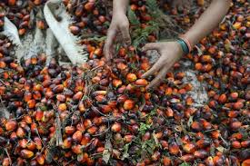 Olio di palma: niente indagini in Indonesia dopo le denunce di Amnesty International