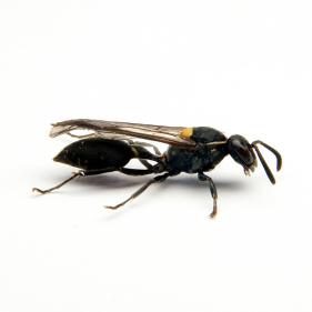 Il veleno anticancro della vespa brasiliana