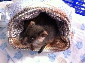 Il rifugio per animali di Melbourne. Se i canguri non sanno dove andare, li prendo io