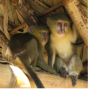 Lesula, la nuova scimmietta congolese