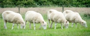 Clonazione | Dolly 20 anni dopo. Come stanno gli altri cloni?