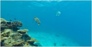 Google Seaview, la grande Barriera Corallina a portata di click
