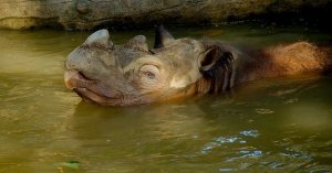 L'ultima marcia dei rinoceronti di Sumatra