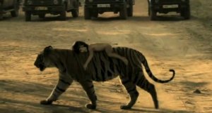 Il bimbo e la tigre. Mowgli esiste davvero
