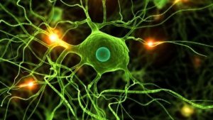 “Mascherina ti conosco”: tutto merito dei neuroni