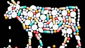 Italia, troppi antibiotici negli allevamenti: ecco perché è pericoloso per l'uomo
