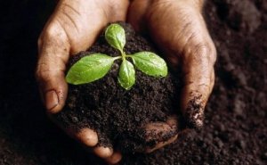 Biochar: la bio-carbonella salverà il clima?