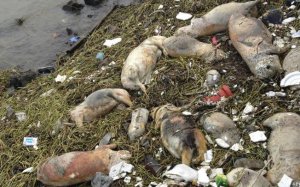 Duemila carcasse di maiali morti galleggiano nel fiume di Shangai