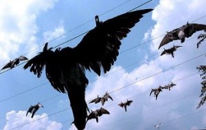 Uccelli appesi come biancheria. Arte o provocazione?