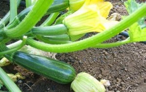 Giustizia Ballerina: in prigione per furto di zucchine