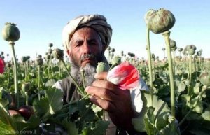 Afghanistan, dove la droga ha vinto