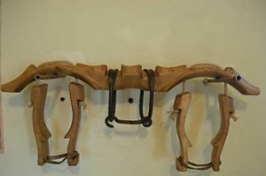 Laureati in Giurisprudenza al giogo