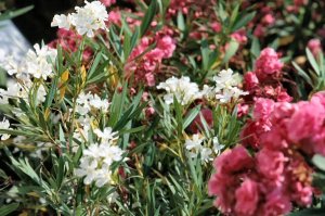 Dall'ovetto kinder ai fiori di oleandro