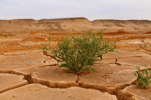 Cambiamenti climatici, cause e conseguenze in agricoltura