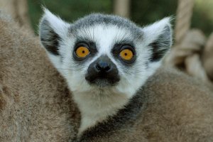 Tutti al Bioparco per l'iniziativa “Una domenica da lemure”