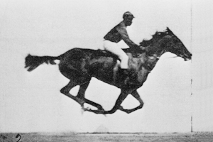 Animated sequence of a race horse galloping. Muybridge