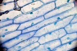 Membrane cellulari artificiali