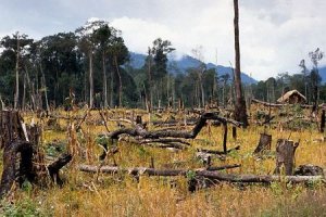 Perdere una foresta, perdere delle vite
