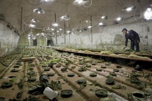 Roma: scoperta una piantagione sotterranea di marijuana. Sequestrati 340 chili di stupefacenti