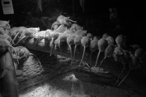 Niente cicatrici per il topo spinoso