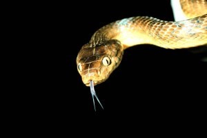 Più serpenti uguale più ragni