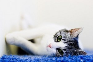 E l'uomo incontrò il gatto… in Cina