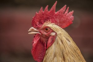Carne sintetica | Dopo il Frankenburger, ecco il non-pollo fritto