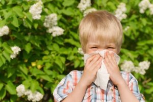 Meno piante, più allergie
