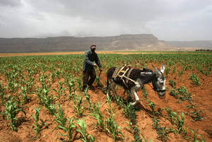 Yemen, FAO: Milioni in condizioni di insicurezza alimentare con l'inasprirsi del conflitto