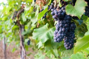VINO | Cala la produzione mondiale a causa dei cambiamenti climatici
