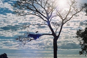 Il Cerrado, confine dell'Amazzonia