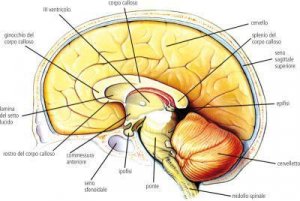 Unitrinitarietà del cervello umano, psicologia e psichiatria