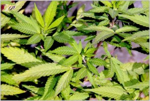Effetti della cannabis sul cervello: la variabile è il tabacco