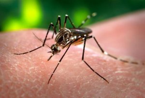 Zika virus, gli ultimi aggiornamenti
