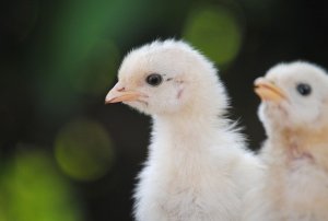 Niente più cervello di gallina