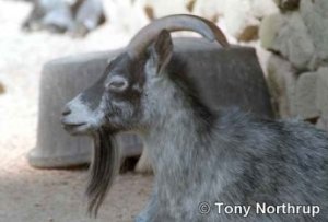 Il pianto dell'agnello (filmato molto forte)