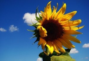 Estate: rimedi contro il caldo. Fiabe e profumi per sognare