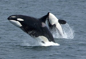 Mammone come un'orca