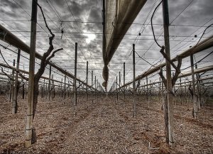 Lavoro nei campi: le morti fantasma nelle campagne pugliesi