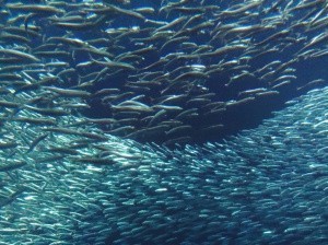 Pesci brillanti nonostante i materiali