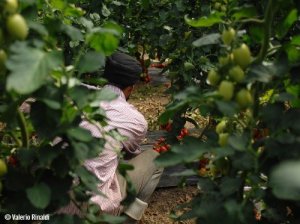 Chini nei campi, i lavoratori migranti senza diritti nell'agricoltura italiana