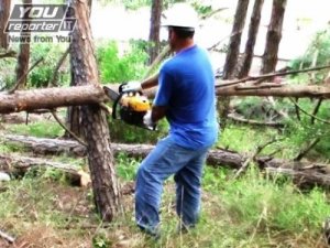 A Ischia si abbattono i pini per costruire una caserma della Forestale