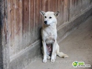 Foto shock dalla Cina: famiglia sorridente impicca e scuoia un cane