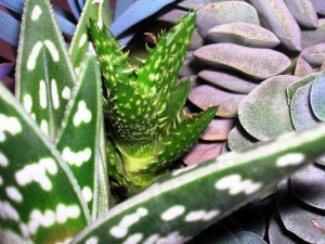 Scenografie floreali in casa? Con le piante grasse si può