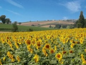 Brasile, spopola l'agricoltura no food: a quale prezzo?